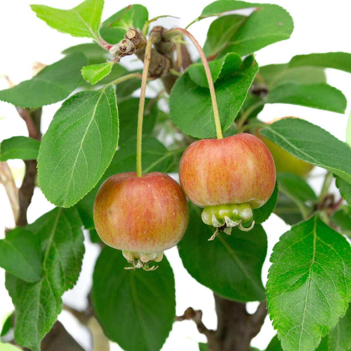 Malus domestica vaso rettangolare verde 16 cm, altezza ~40 cm
