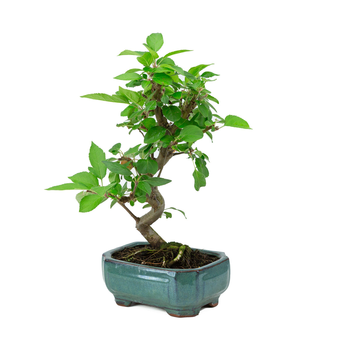 Malus domestica vaso rettangolare verde 16 cm, altezza ~40 cm