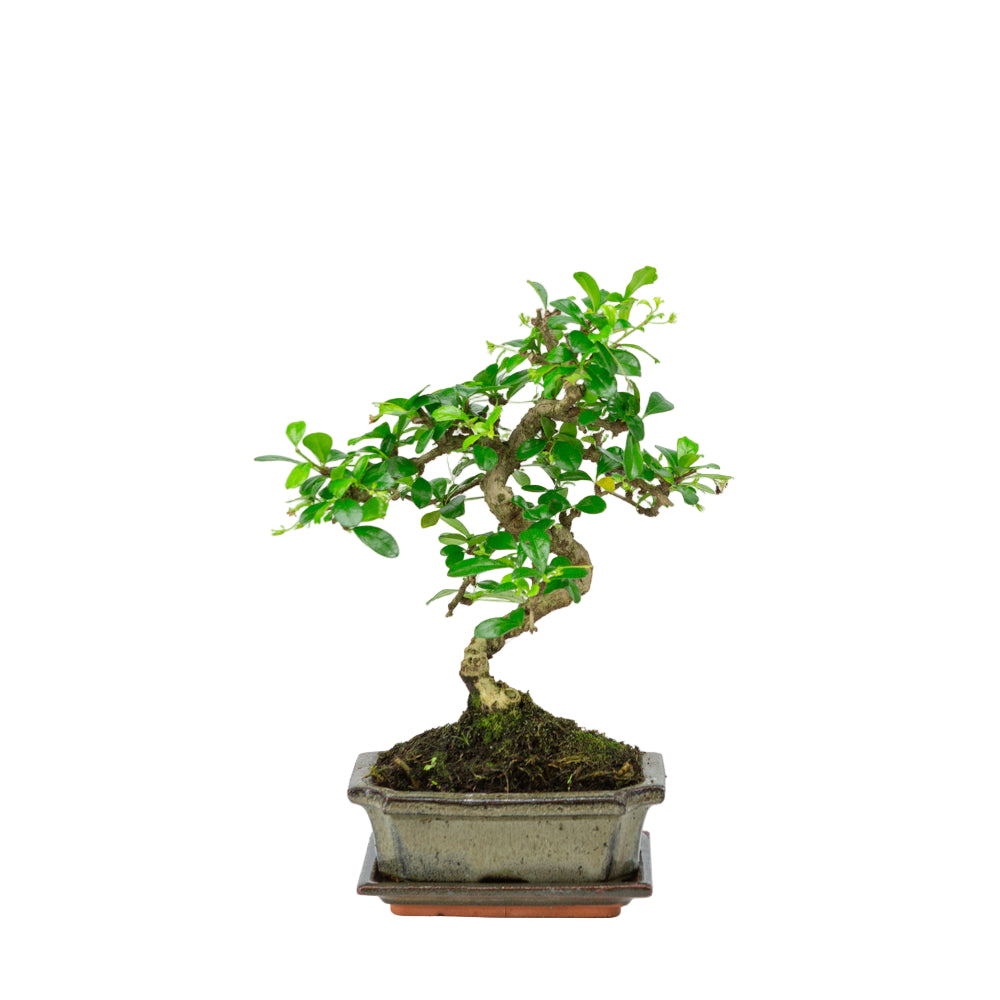 Bonsai Carmona macrophylla shape groene rechthoekige pot 15cm, hoogte 27cm