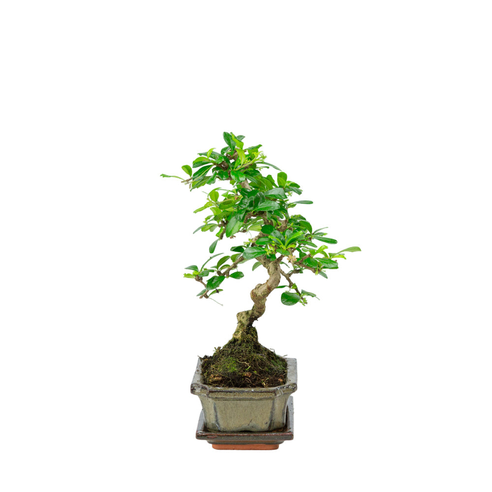 Bonsai Carmona in vaso verde 15cm, altezza ~30cm