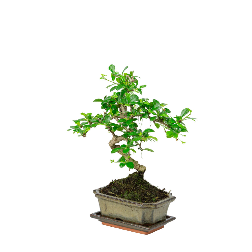 Bonsai Carmona in vaso verde 15cm, altezza ~30cm