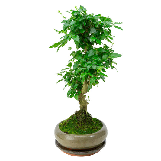 Bonsai Ligustrum sinensis in vaso verde 29cm, altezza ~45cm