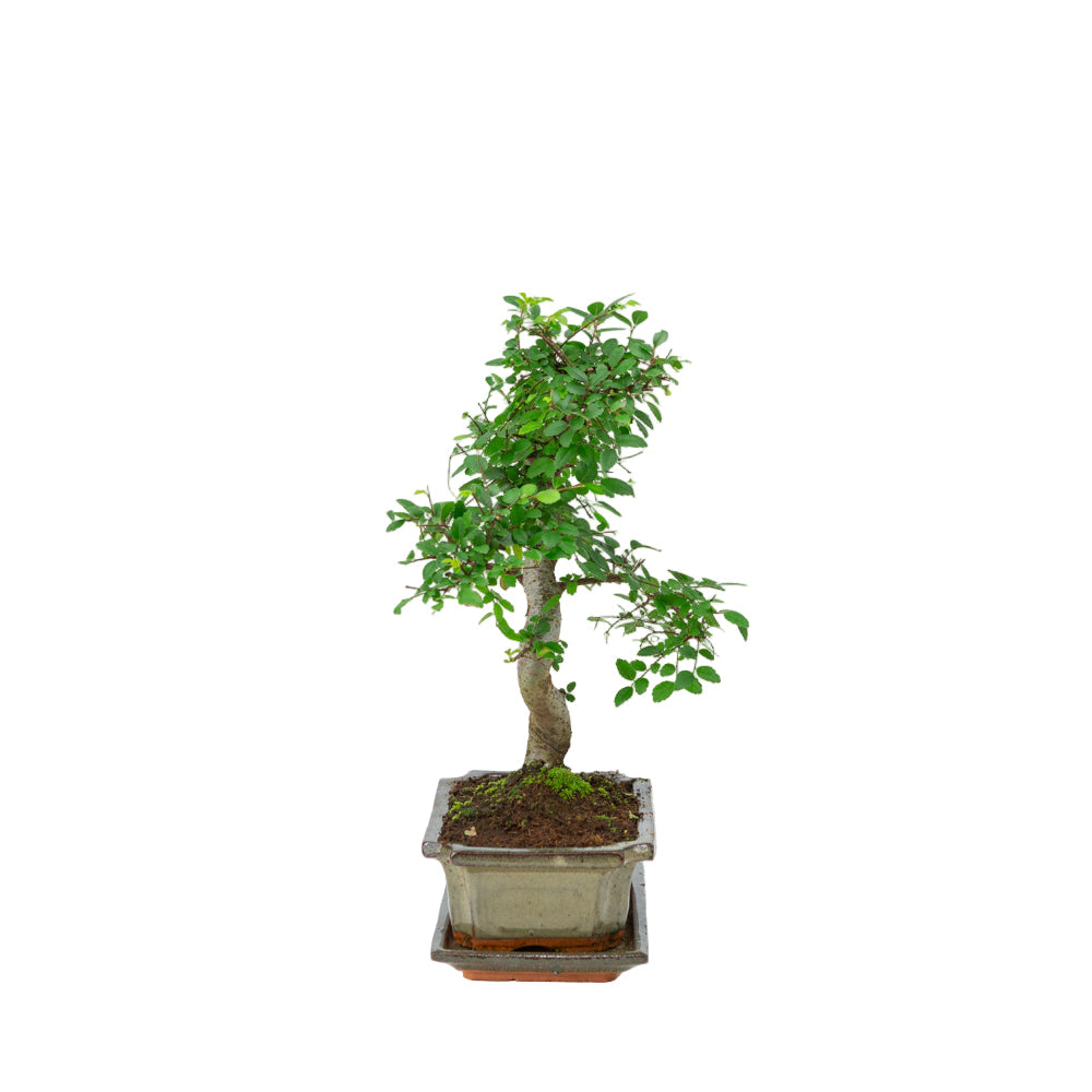 Bonsai Zelkova in vaso verde 20cm, altezza ~35cm