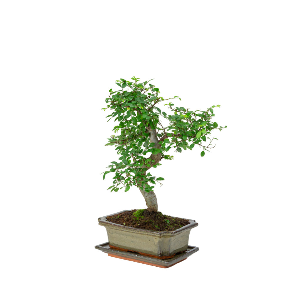 Bonsai Zelkova in vaso verde 20cm, altezza ~35cm
