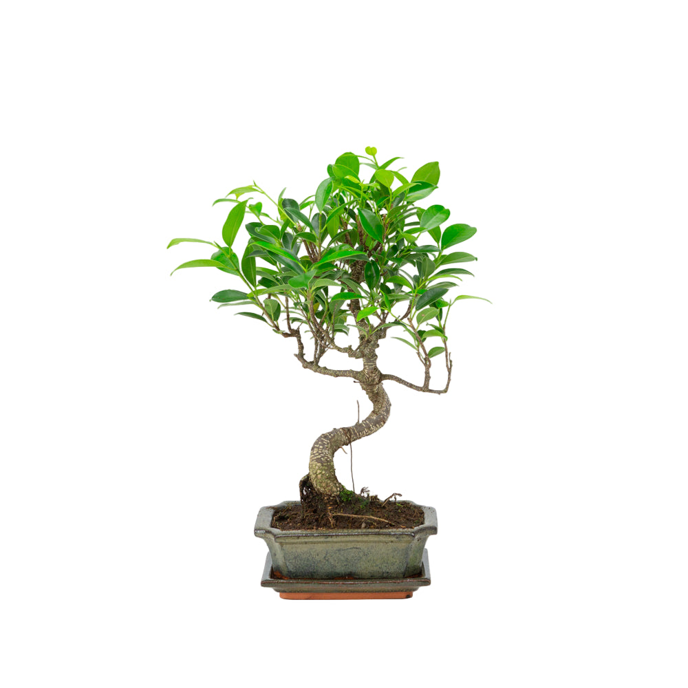 Binnen Bonsai Ficus retusa shape groene rechthoekige pot 15cm, hoogte ~ 32cm