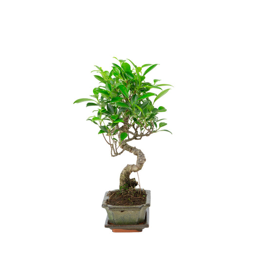 Bonsai Ficus retusa in vaso verde 15cm, altezza ~30cm