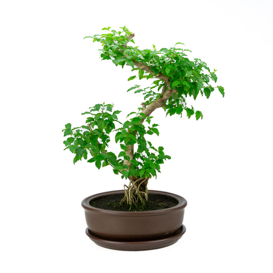 Ligustrum ovalifolium (Ligustro) altezza ~50 cm