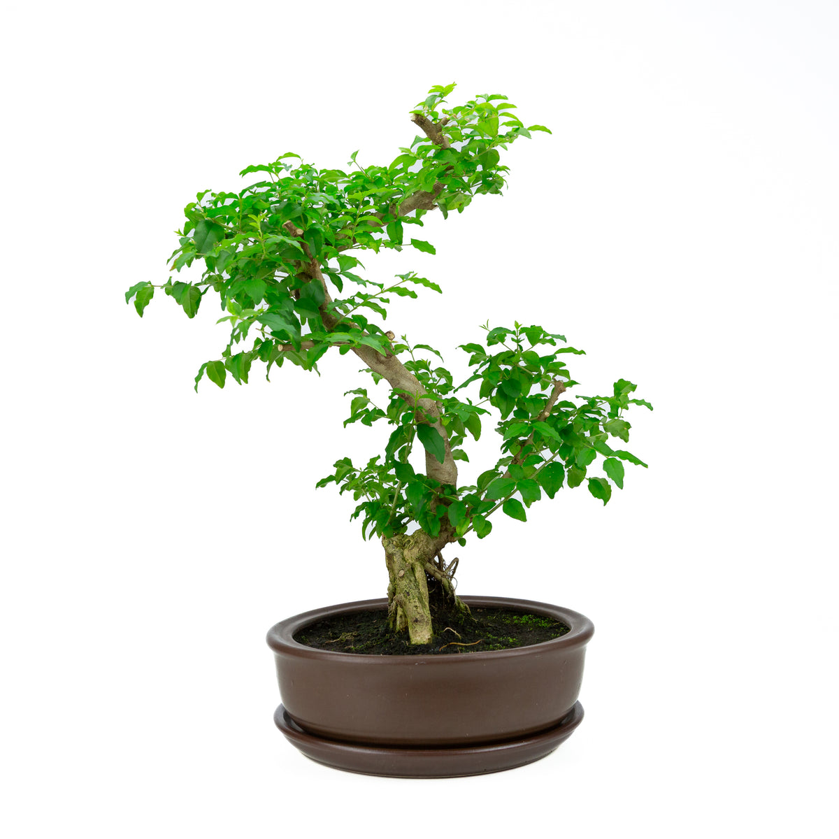 Ligustrum ovalifolium (Ligustro) altezza ~50 cm