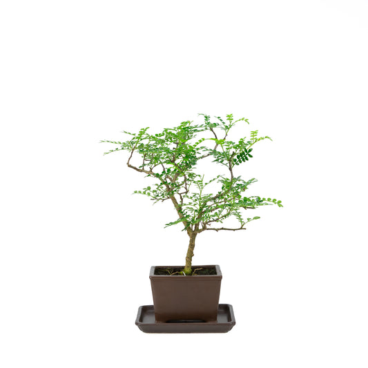 Zanthoxylum piperitum (albero del pepe), altezza ~37cm