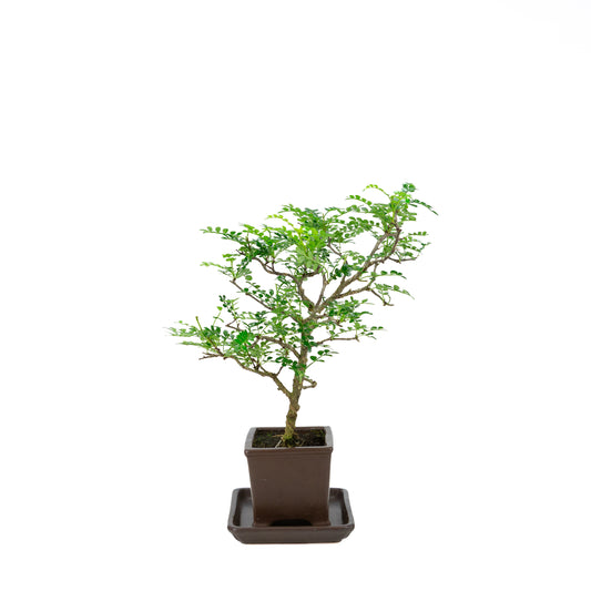 Zanthoxylum piperitum (albero del pepe), altezza ~37cm