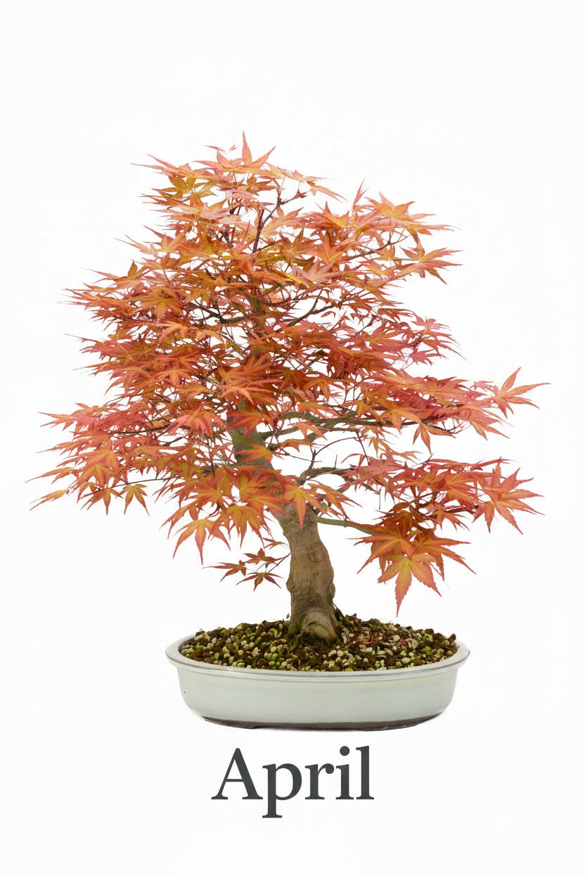 Acer palmatum 'Benichidori' (acero giapponese), altezza ~46 cm