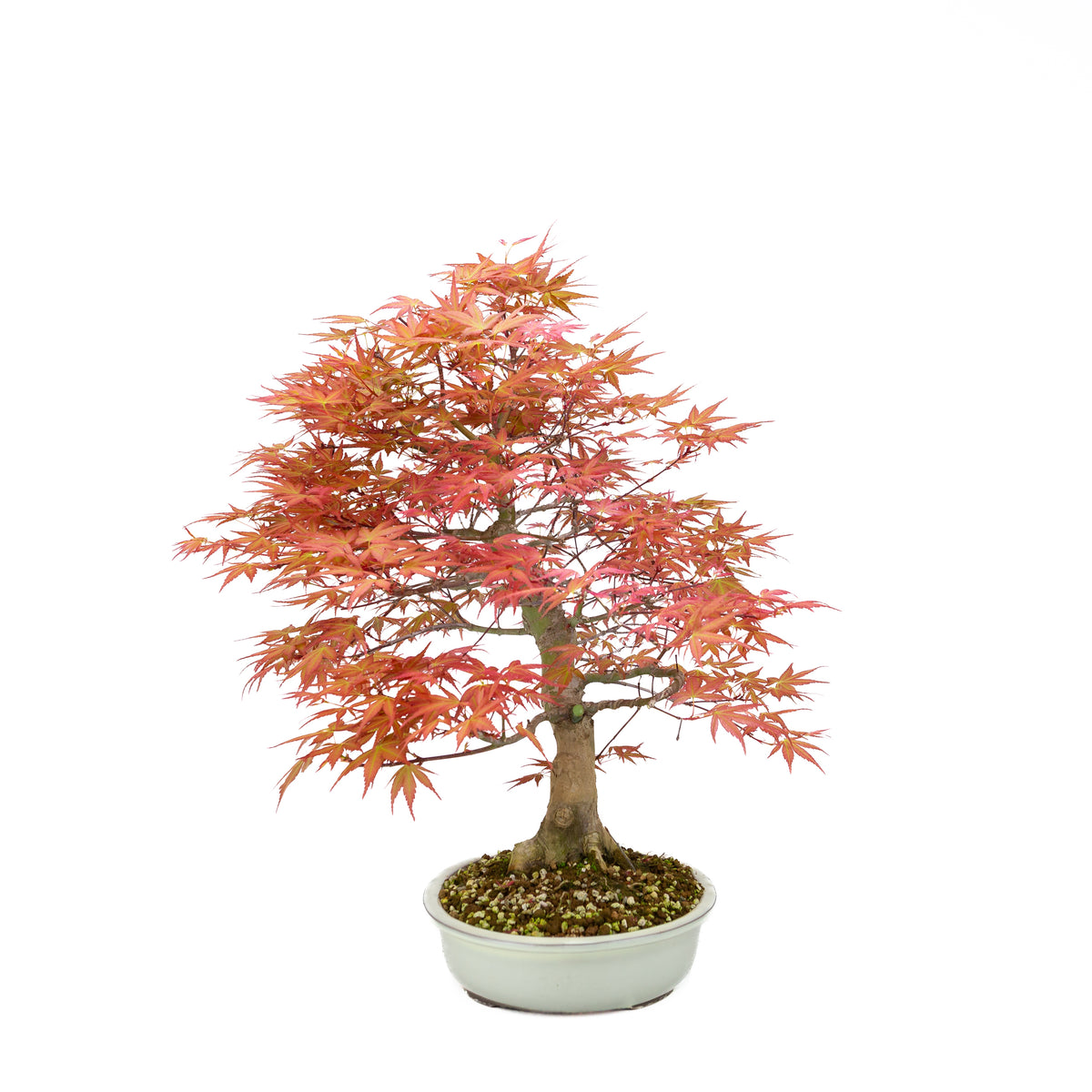 Acer palmatum 'Benichidori' (acero giapponese), altezza ~46 cm