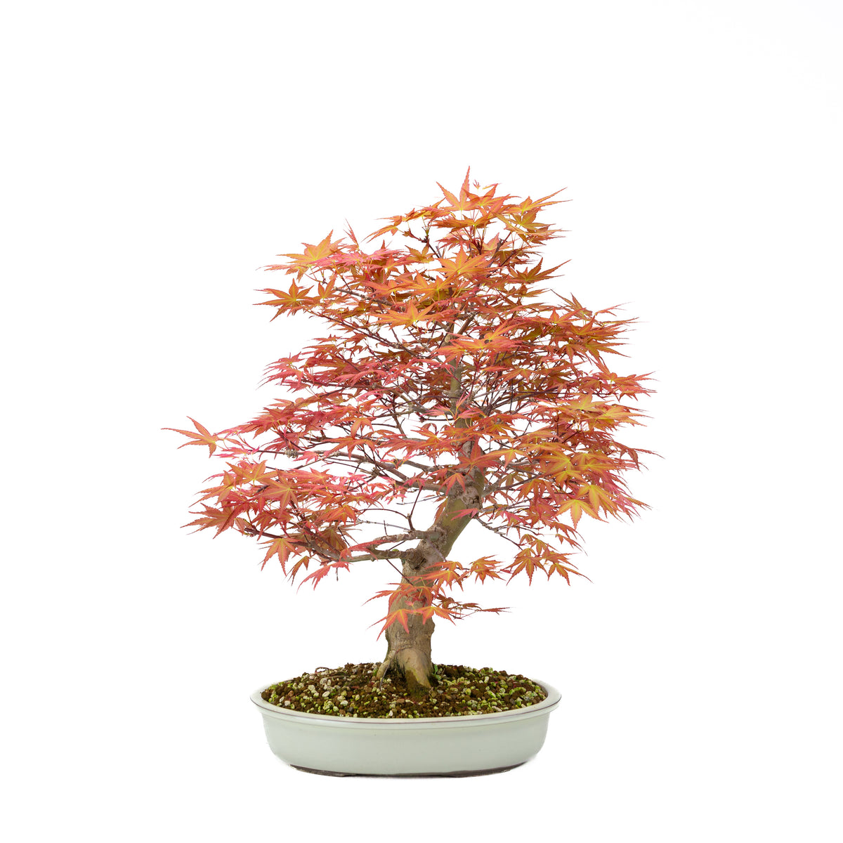 Acer palmatum 'Benichidori' (acero giapponese), altezza ~46 cm