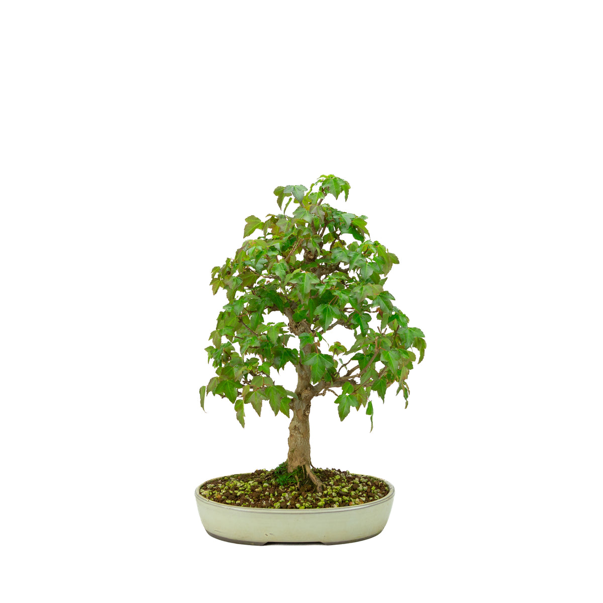 Acer buergerianum (Acero tridente), altezza ~ 40 cm