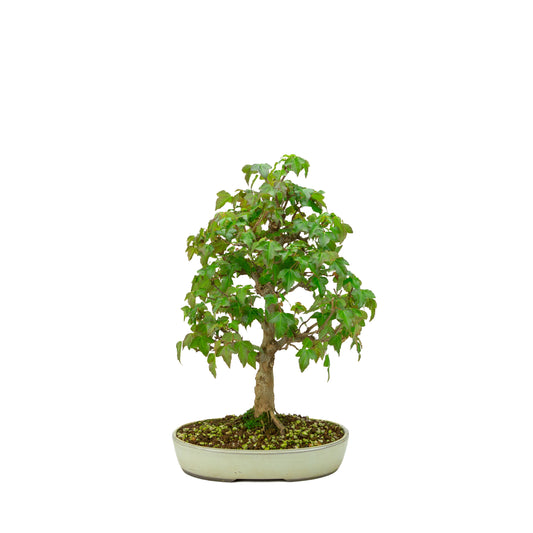 Acer buergerianum (Acero tridente), altezza ~ 40 cm