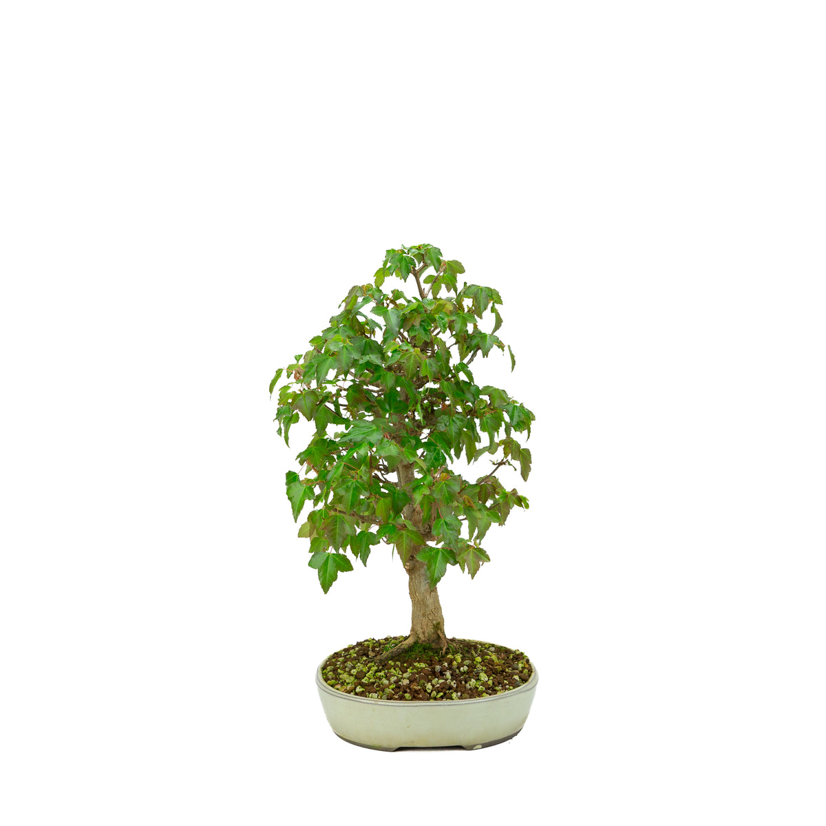Acer buergerianum (Acero tridente), altezza ~ 40 cm