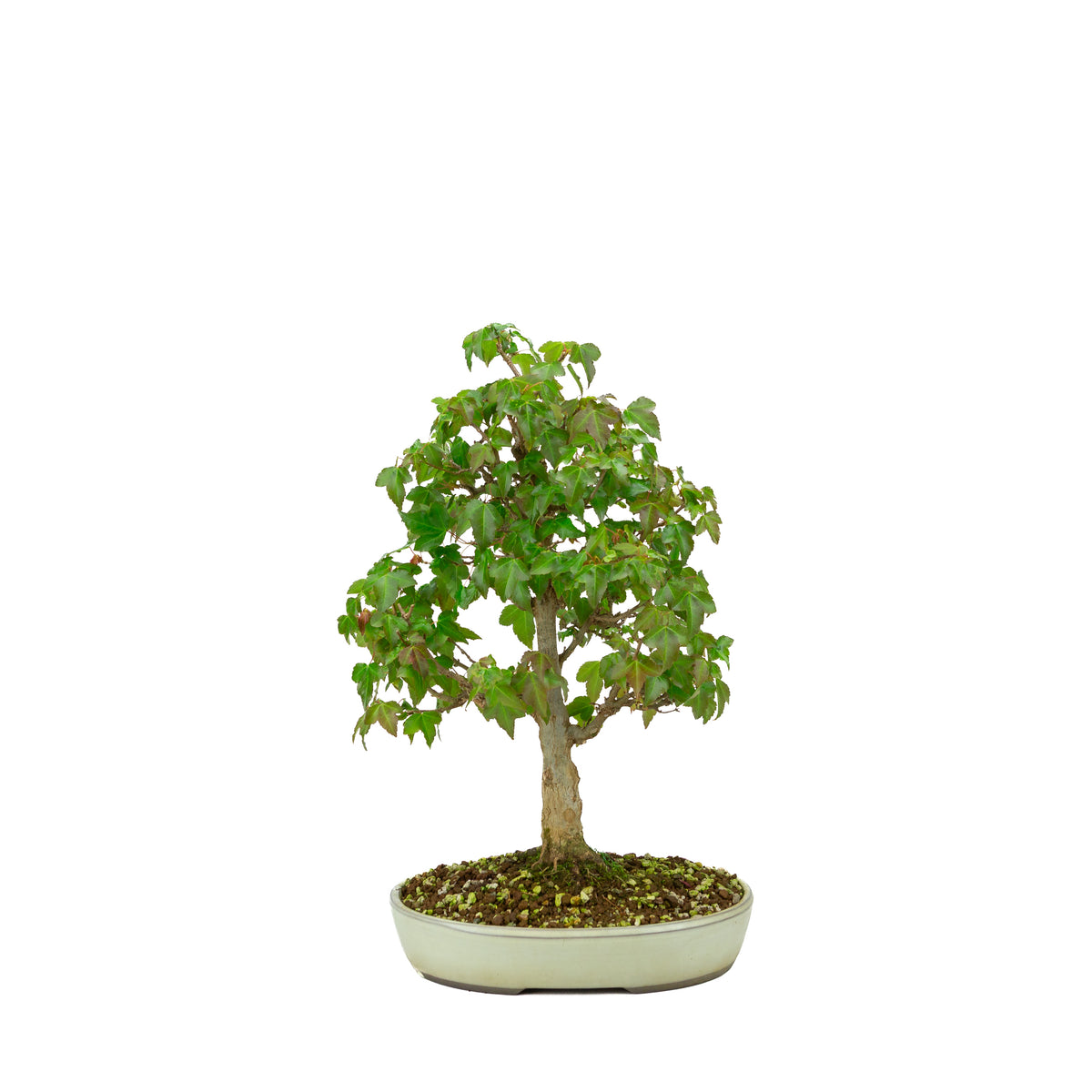 Acer buergerianum (Acero tridente), altezza ~ 40 cm
