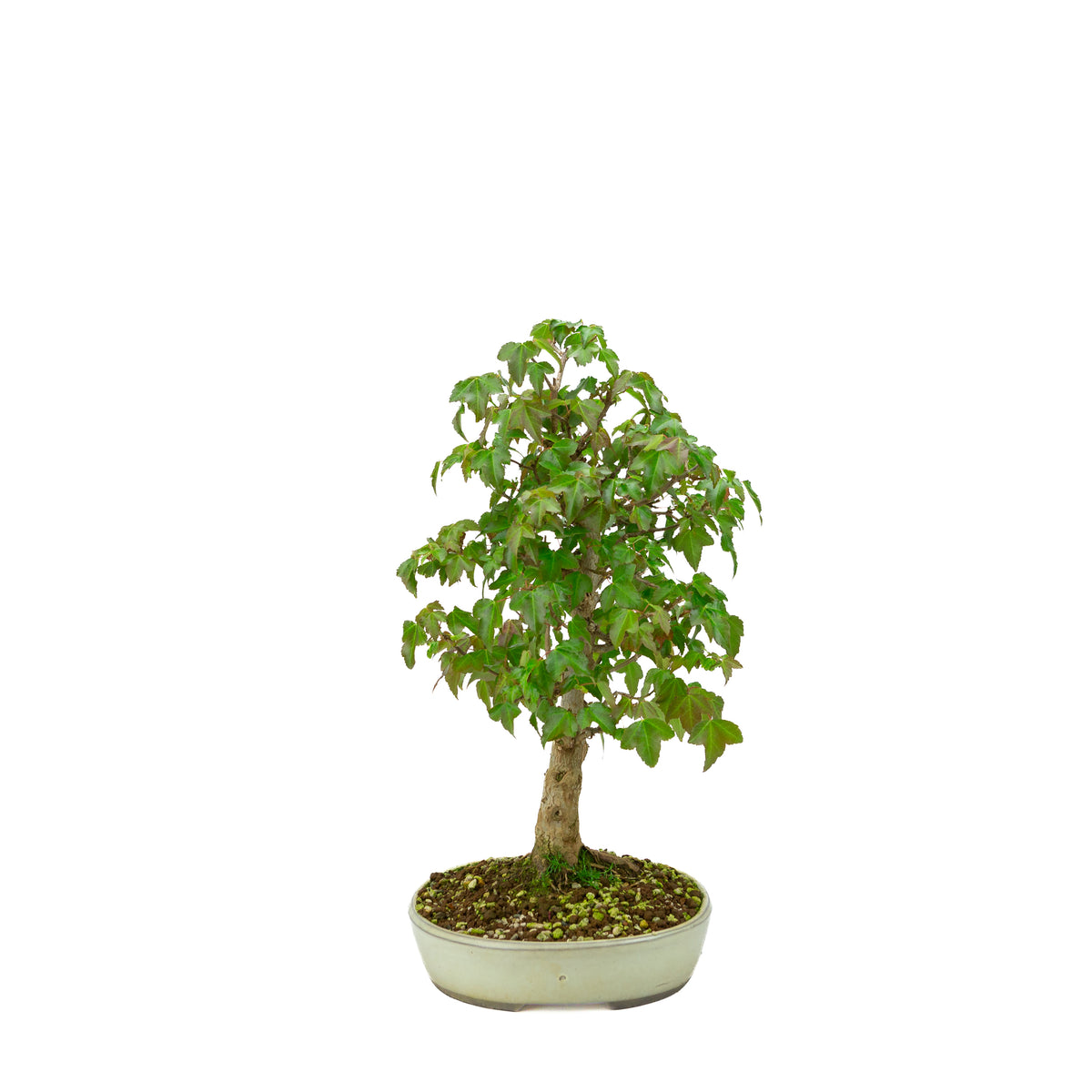 Acer buergerianum (Acero tridente), altezza ~ 40 cm