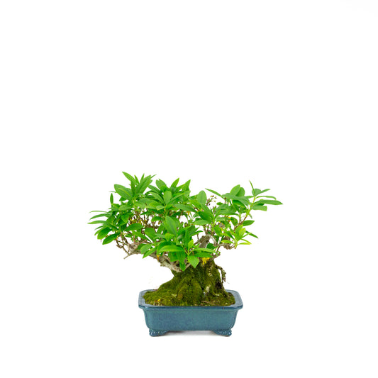 Forsythia vaso blu 18cm, altezza ~23cm