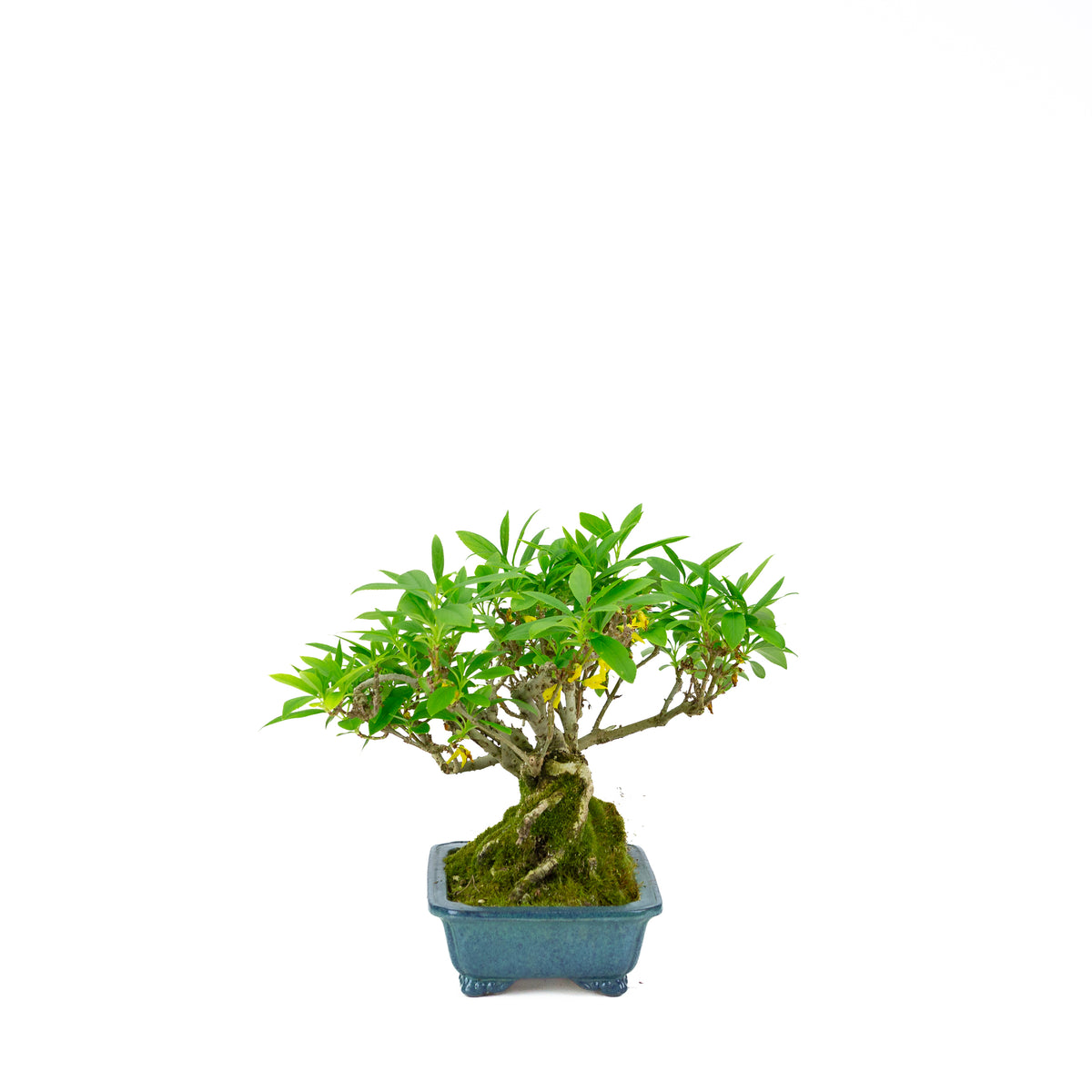 Forsythia vaso blu 18cm, altezza ~23cm