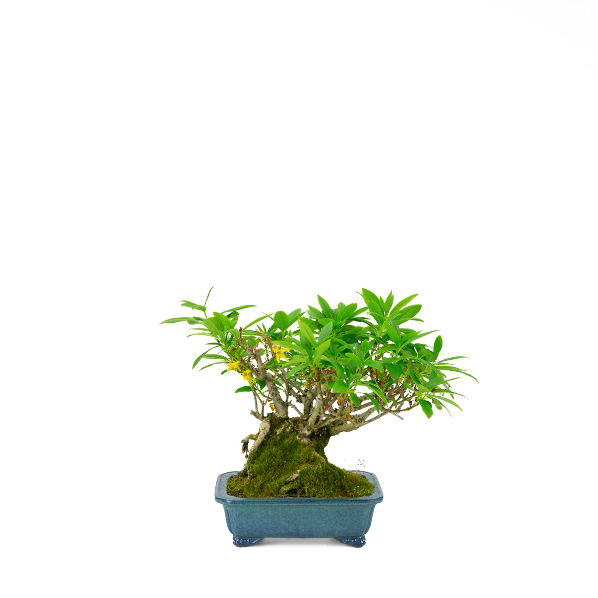Forsythia vaso blu 18cm, altezza ~23cm