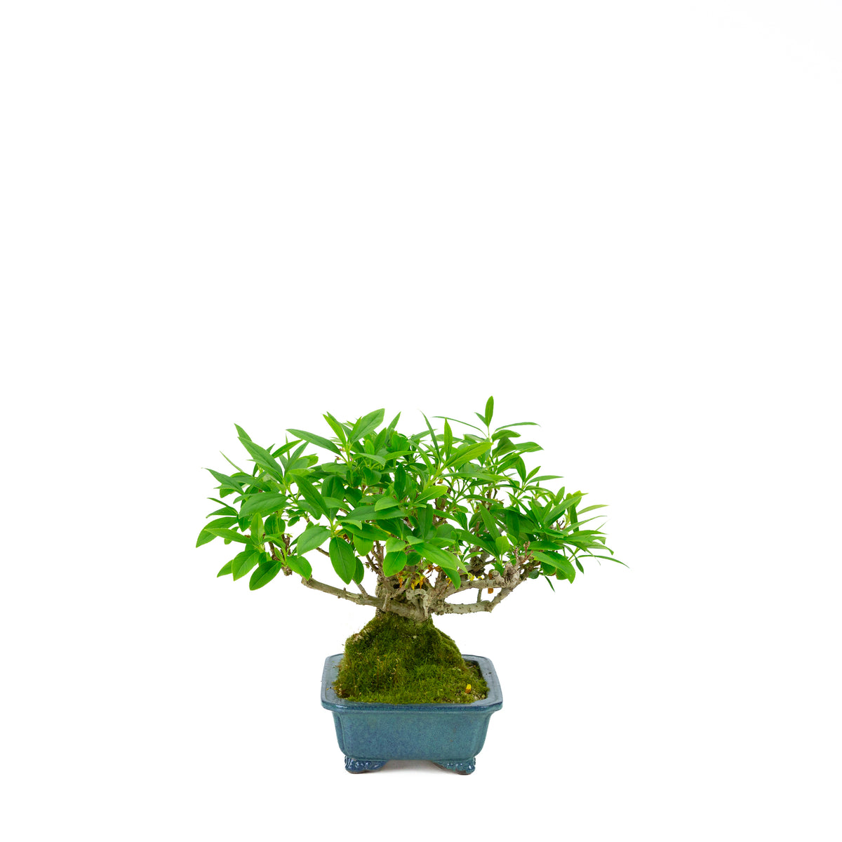 Forsythia vaso blu 18cm, altezza ~23cm