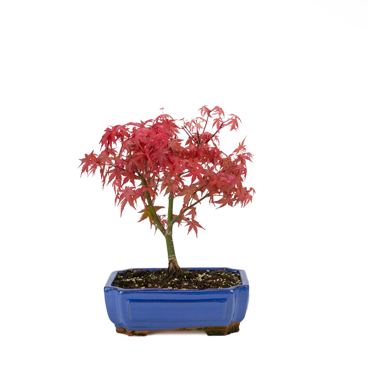 Acer palmatum (acero giapponese) 'Beni Maiko', altezza ~ 40 cm