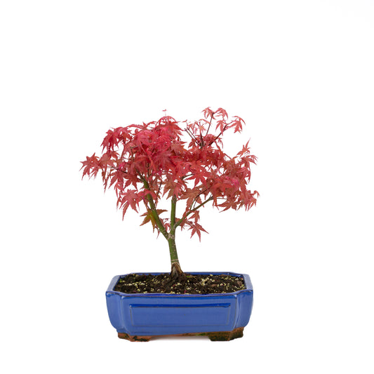 Acer palmatum (acero giapponese) 'Beni Maiko', altezza ~ 40 cm