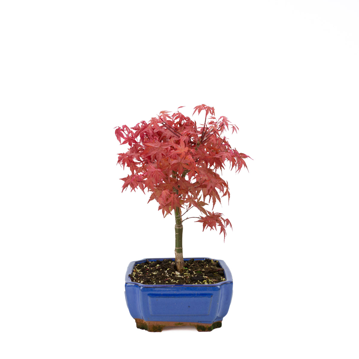 Acer palmatum (acero giapponese) 'Beni Maiko', altezza ~ 40 cm