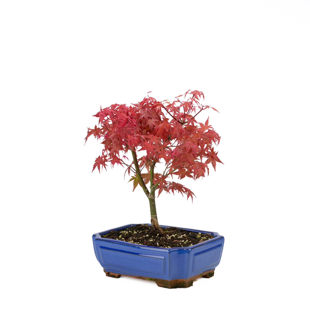 Acer palmatum (acero giapponese) 'Beni Maiko', altezza ~ 40 cm