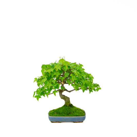 Acer buergerianum (Acero tridente), altezza ~ 29 cm