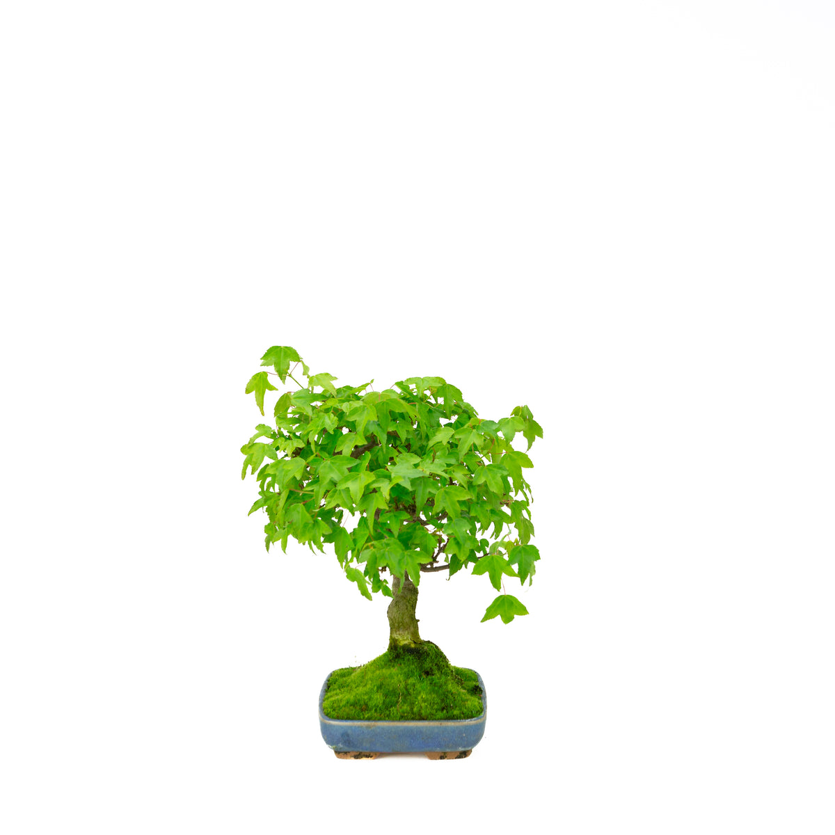 Acer buergerianum (Acero tridente), altezza ~ 29 cm