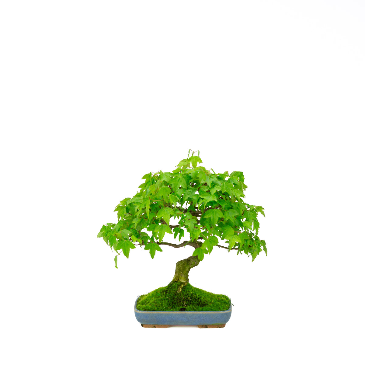 Acer buergerianum (Acero tridente), altezza ~ 29 cm