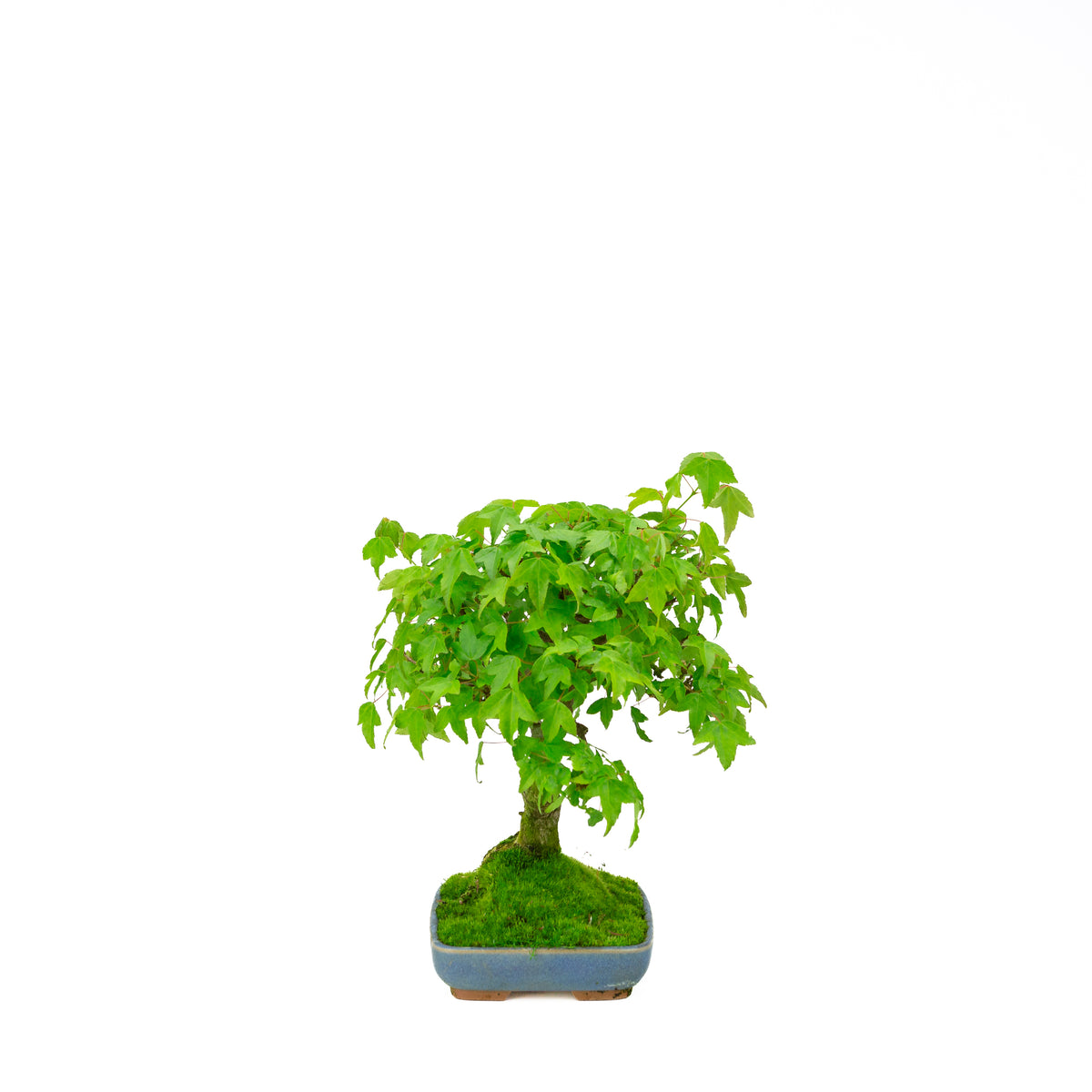 Acer buergerianum (Acero tridente), altezza ~ 29 cm