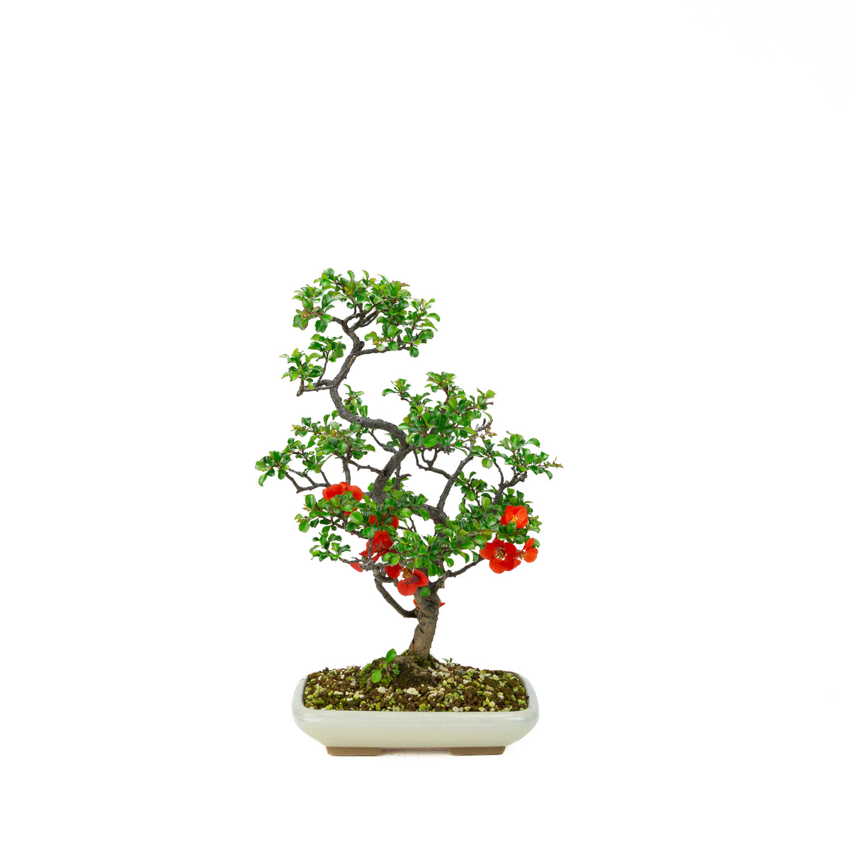 Chaenomeles speciosa (cotogno giapponese), altezza ~38cm