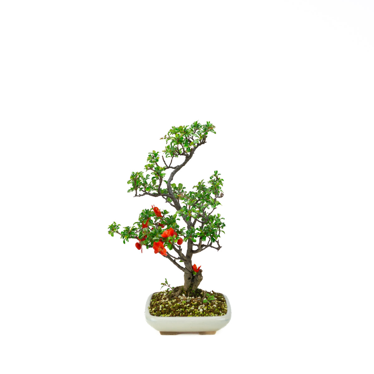 Chaenomeles speciosa (cotogno giapponese), altezza ~38cm