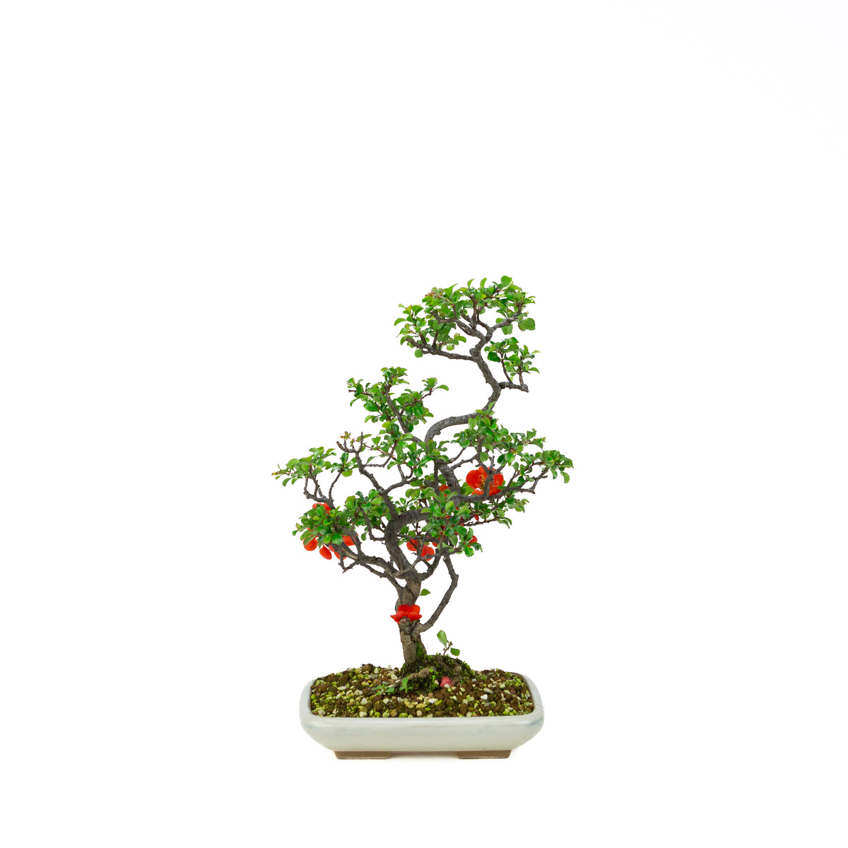 Chaenomeles speciosa (cotogno giapponese), altezza ~38cm