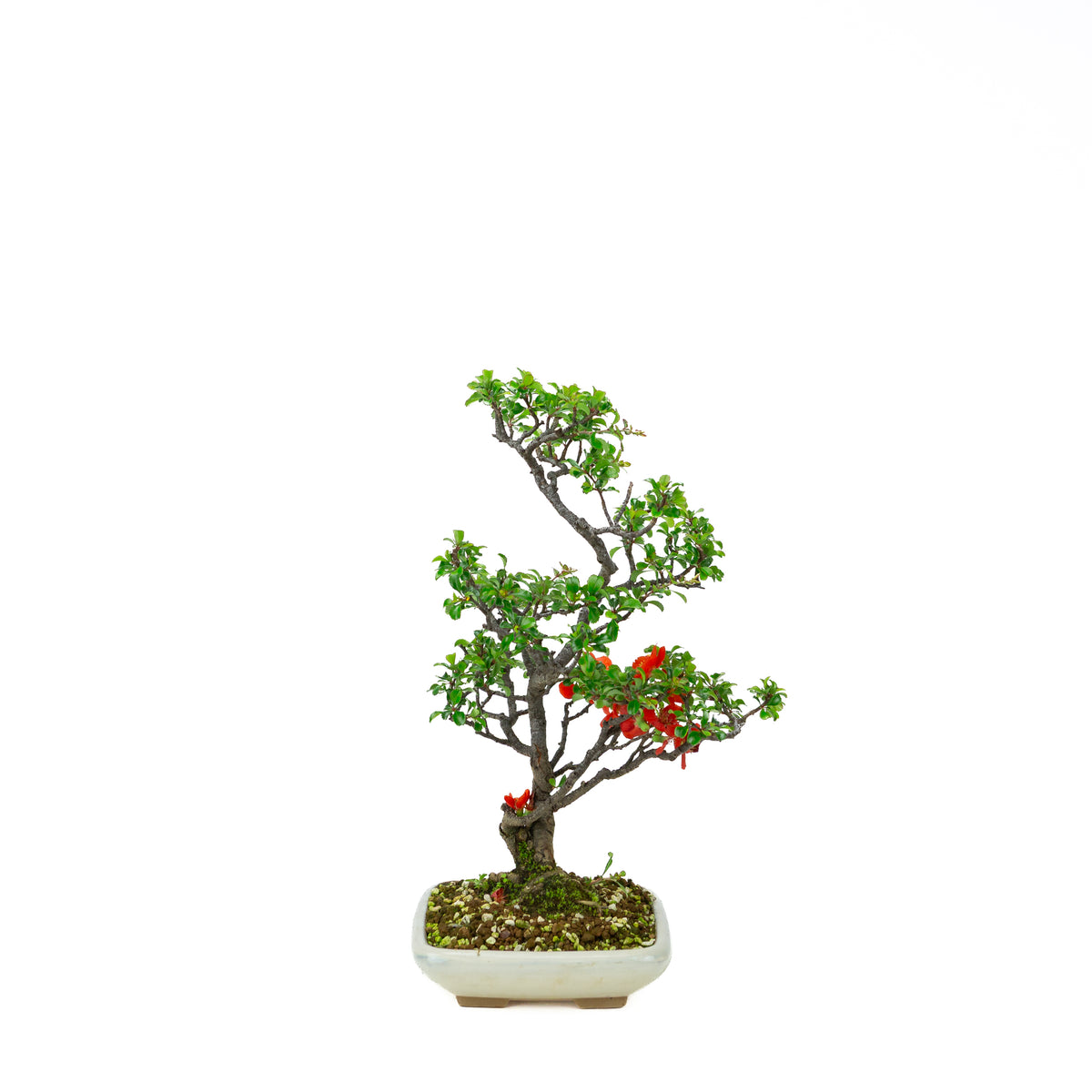 Chaenomeles speciosa (cotogno giapponese), altezza ~38cm