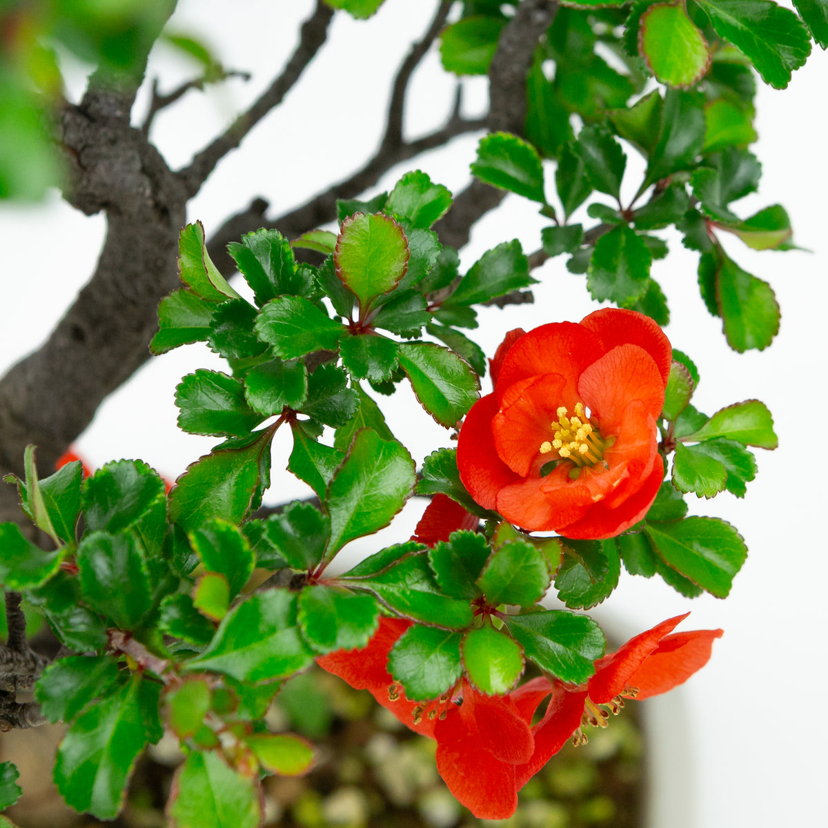 Chaenomeles speciosa (cotogno giapponese), altezza ~38cm