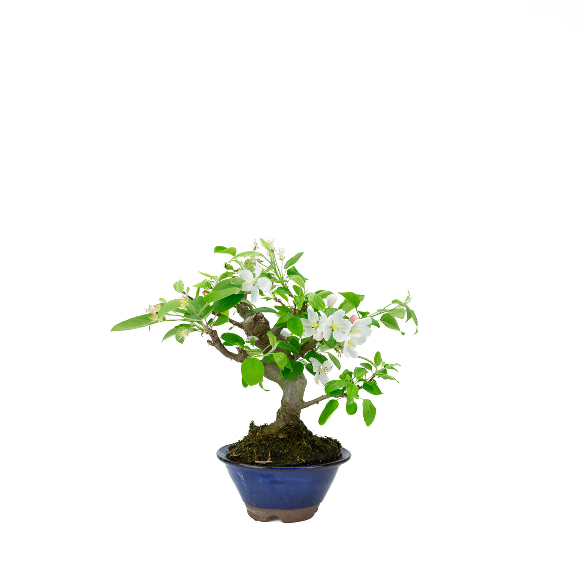 Malus halliana (melo), altezza ~30 cm