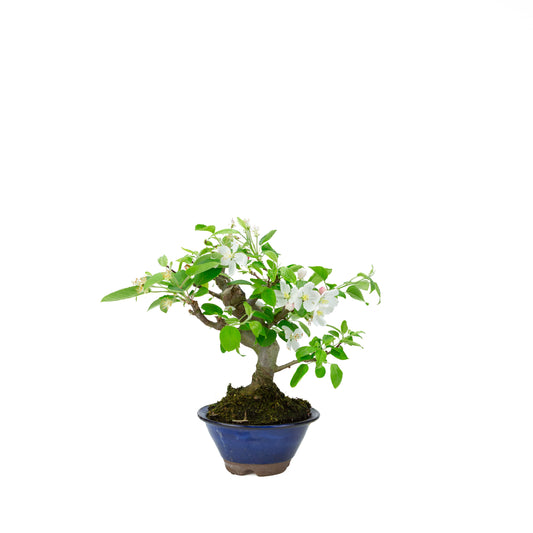 Malus halliana (melo), altezza ~30 cm