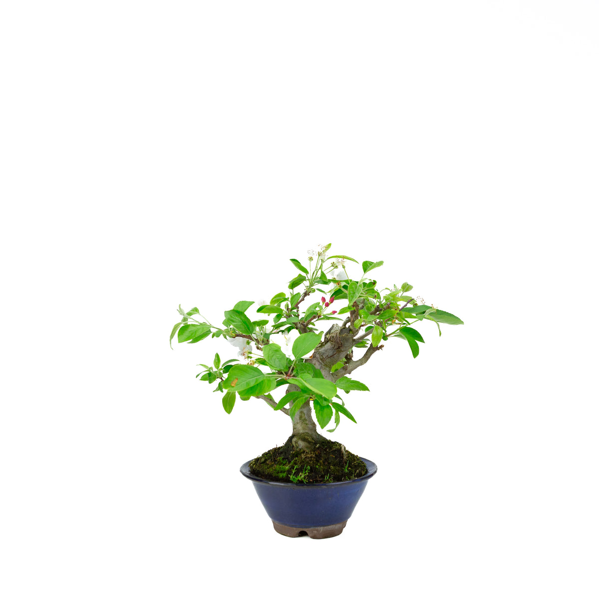 Malus halliana (melo), altezza ~30 cm