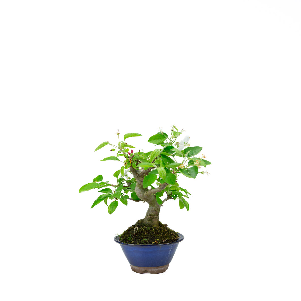 Malus halliana (melo), altezza ~30 cm
