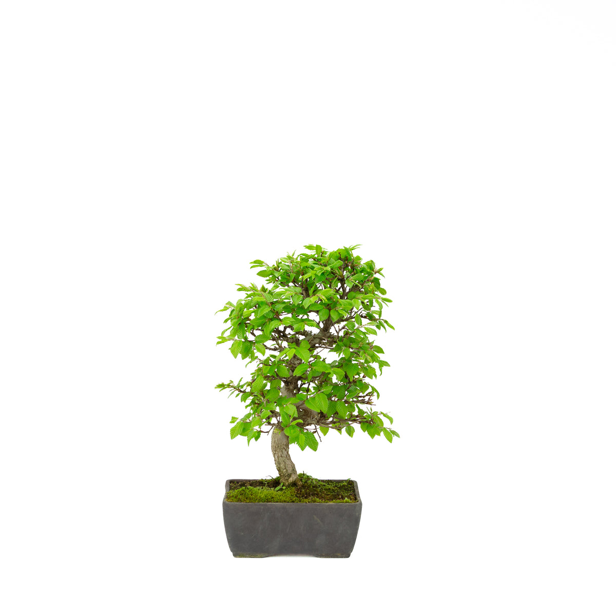Carpinus coreana (carpino coreano), altezza ~33 cm