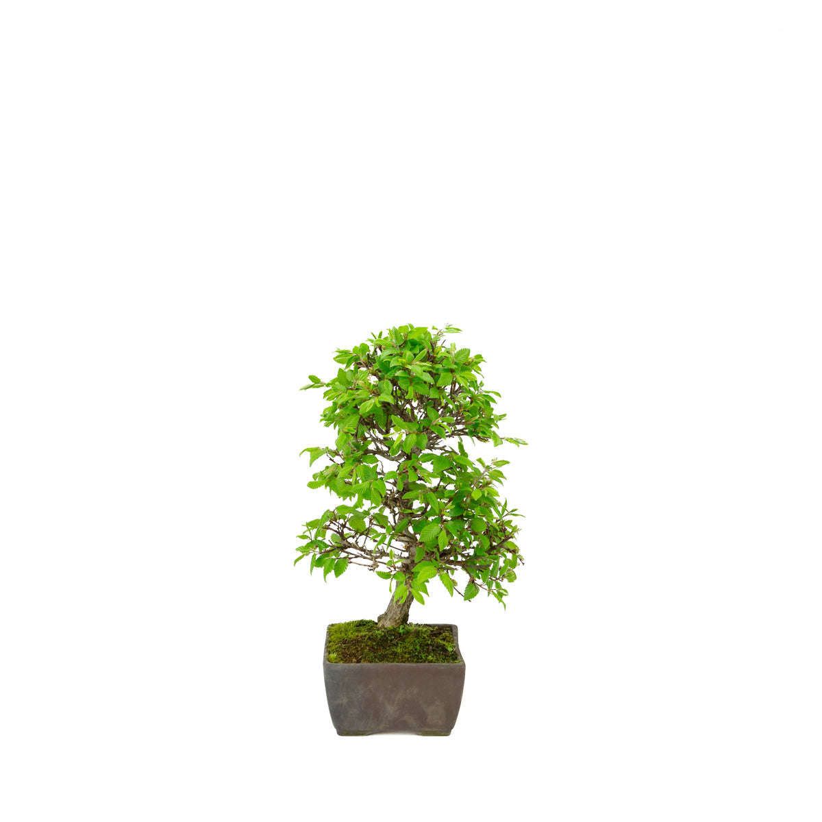 Carpinus coreana (carpino coreano), altezza ~33 cm