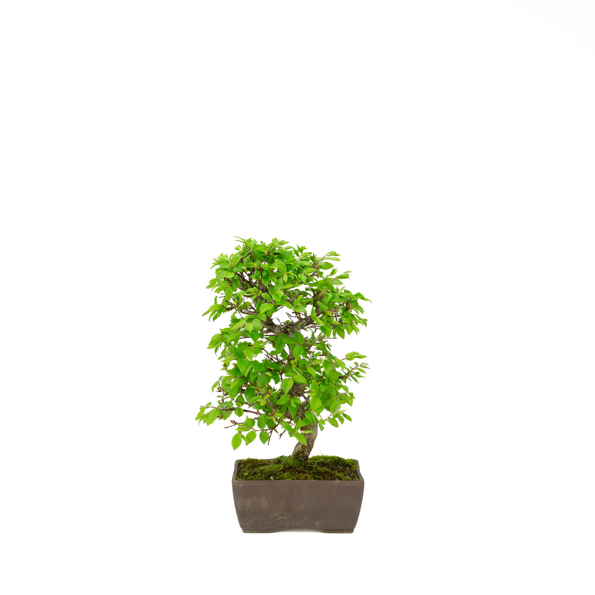 Carpinus coreana (carpino coreano), altezza ~33 cm