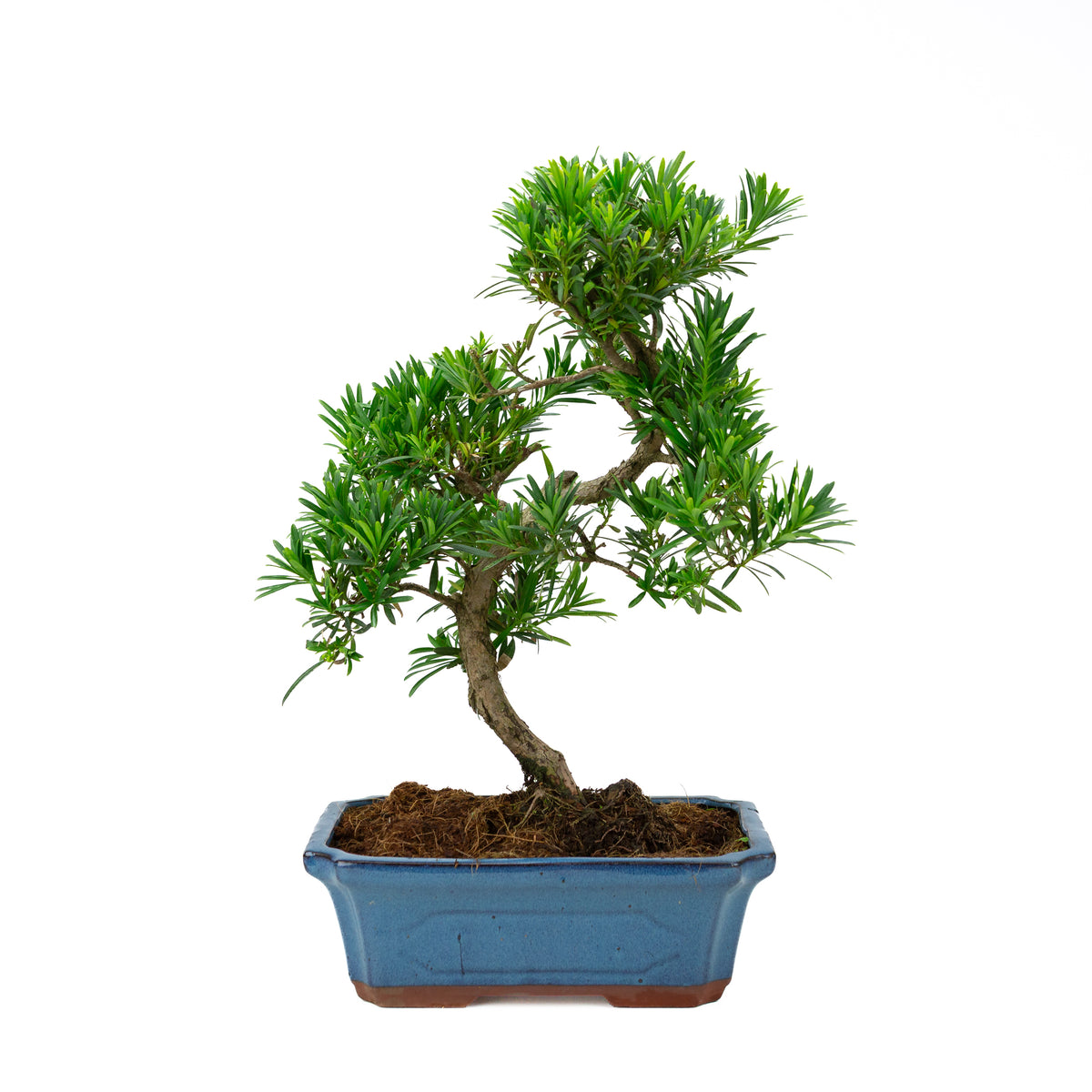 Podocarpus macrophylla (pino buddista), altezza ~ 50 cm