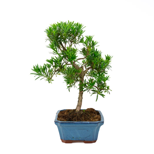 Podocarpus macrophylla (pino buddista), altezza ~ 50 cm