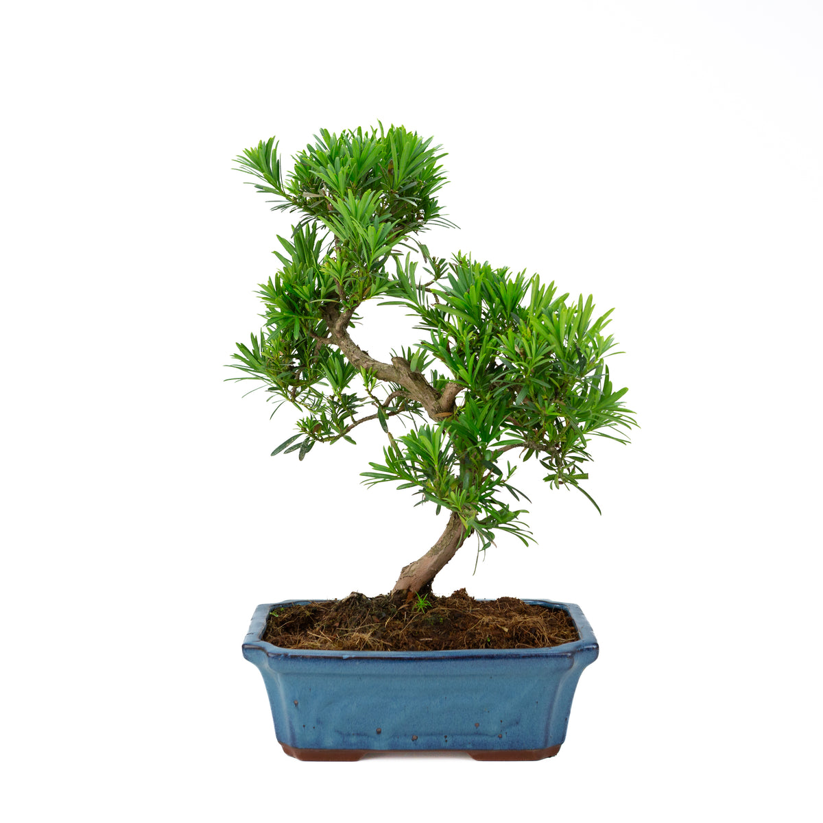 Podocarpus macrophylla (pino buddista), altezza ~ 50 cm