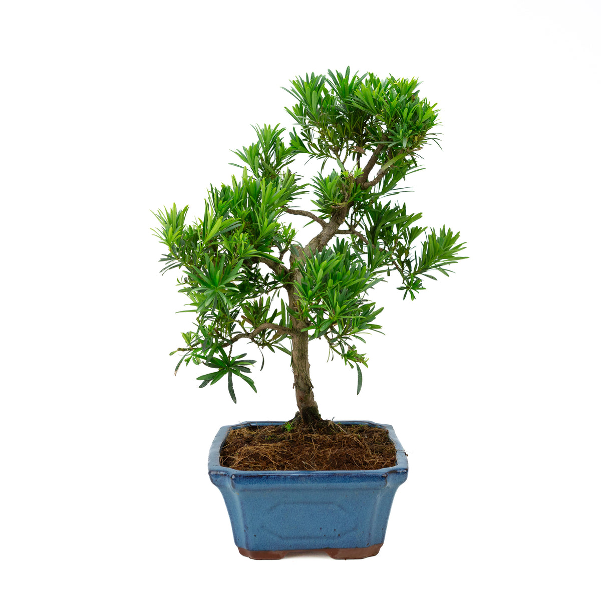 Podocarpus macrophylla (pino buddista), altezza ~ 50 cm
